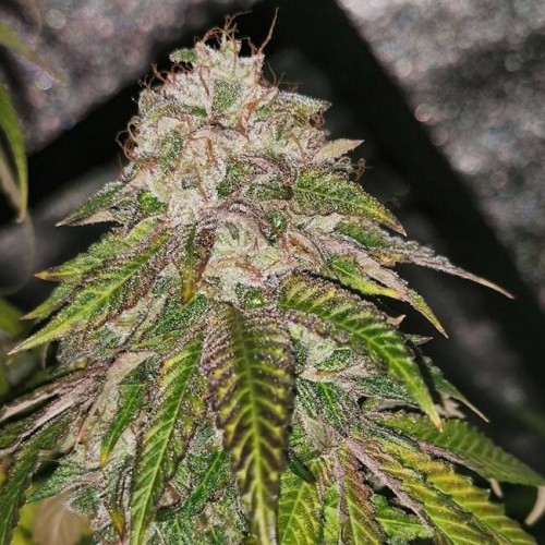 GMO Rainbowz Feminised Seeds GMO Rainbowz Feminised Seeds