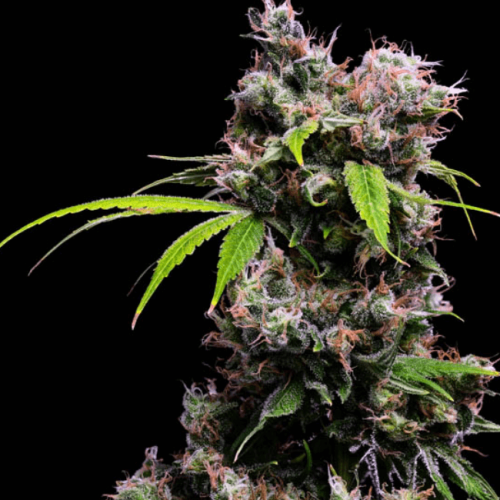 Golden Pineapple S1 Feminised Seeds - 5 Golden Pineapple S1 Feminised Seeds - 5