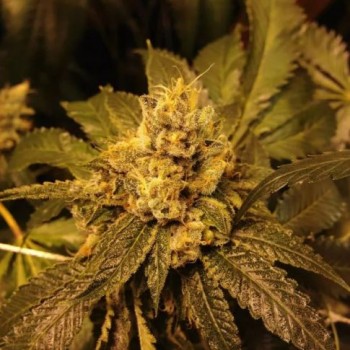 Grandpa Larry Regular Seeds - 10 Grandpa Larry Regular Seeds - 10