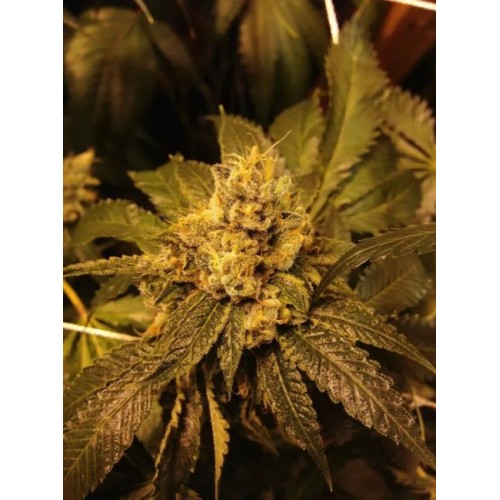 Grandpa Larry Regular Seeds - 10 Grandpa Larry Regular Seeds - 10