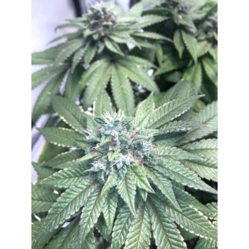 Heavenly Hashplant Regular Seeds - 11