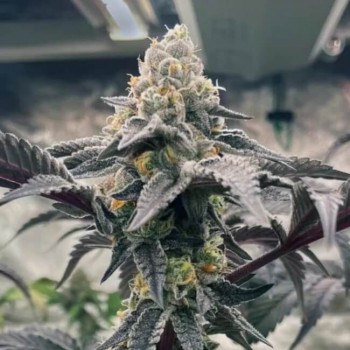 Hasbulla Feminised Seeds - 5 Hasbulla Feminised Seeds - 5