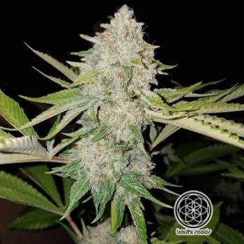 Hashplant #4 Regular Seeds - 11 Hashplant #4 Regular Seeds - 11