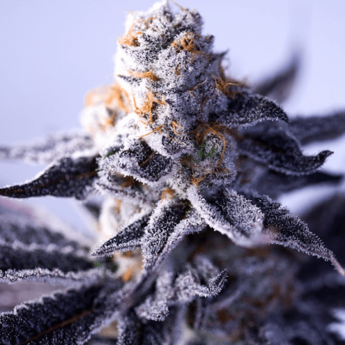 Hazy Girl Feminised Seeds - 5 Hazy Girl Feminised Seeds - 5