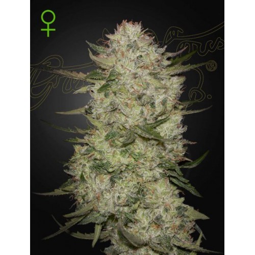 Highcloudz Auto Feminised Seeds Highcloudz Auto Feminised Seeds