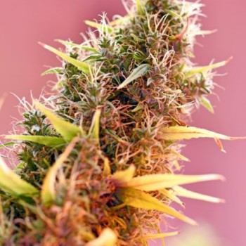 Holy Grail Regular Seeds - 18 Holy Grail Regular Seeds - 18