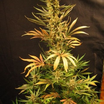 Holy Smoke Regular Seeds - 18 Holy Smoke Regular Seeds - 18