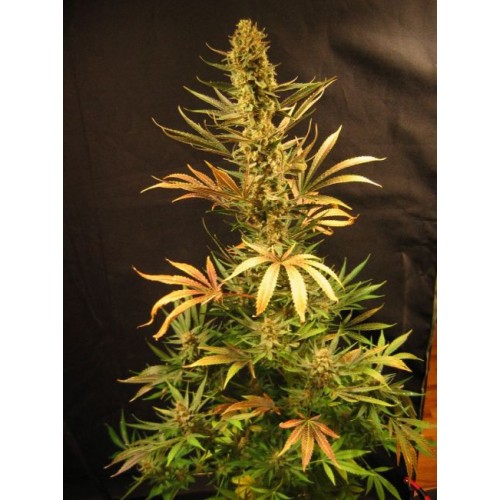 Holy Smoke Regular Seeds - 18 Holy Smoke Regular Seeds - 18