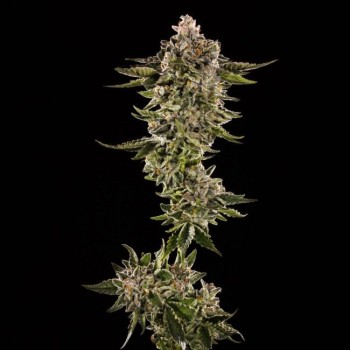 Honey Bird Feminised Seeds - 5 Honey Bird Feminised Seeds - 5