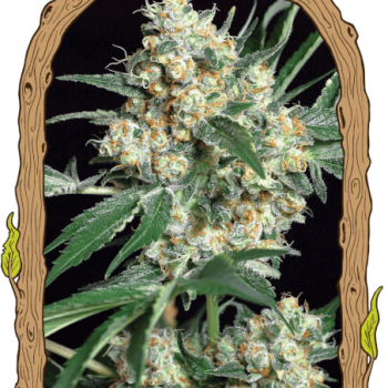 Honey Mints Feminised Seeds Honey Mints Feminised Seeds