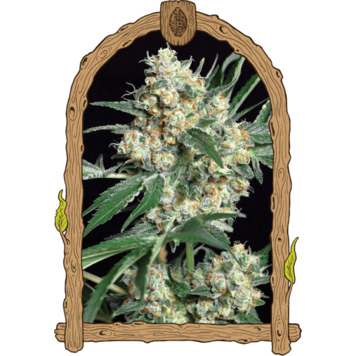 Honey Mints Feminised Seeds Honey Mints Feminised Seeds