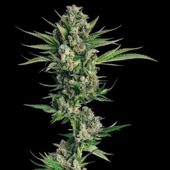 Honeycomb Chem Feminised Seeds - 5 Honeycomb Chem Feminised Seeds - 5