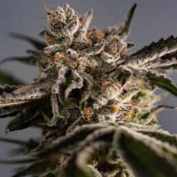 Ice Cold Feminised Seeds - 5 Ice Cold Feminised Seeds - 5