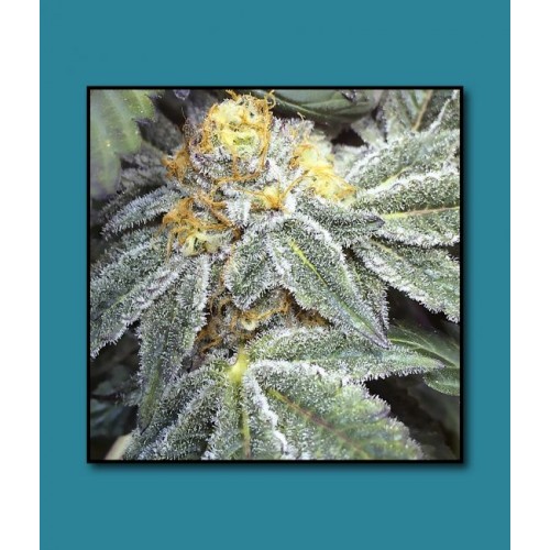 Kens Grand OG Regular Seeds - 10 Kens Grand OG Regular Seeds - 10