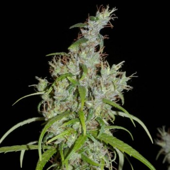 Kullu Valley Regular Seeds - 12 Kullu Valley Regular Seeds - 12