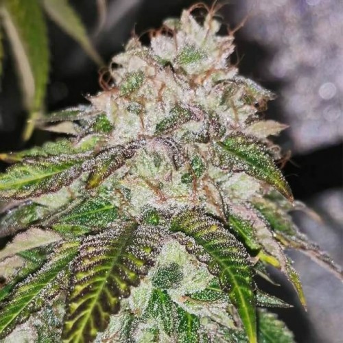Kuntz 'n' Cream Feminised Seeds - 5 Kuntz 'n' Cream Feminised Seeds - 5