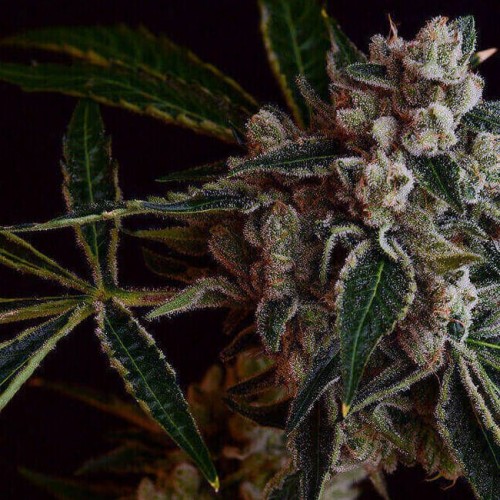 LA Kosher Kush Regular Seeds - 11 LA Kosher Kush Regular Seeds - 11