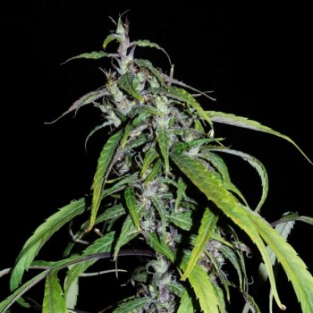 Muang Sing Lao Highland Tribe Regular Seeds - 12 Muang Sing Lao Highland Tribe Regular Seeds - 12