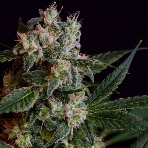 Laotian OG Regular Seeds - 11 Laotian OG Regular Seeds - 11