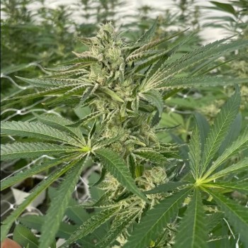 Latte Lato Feminised Seeds - 5 Latte Lato Feminised Seeds - 5