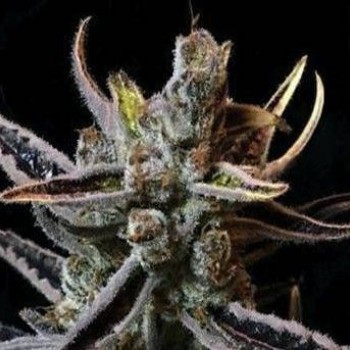 Lavender Jack Regular Seeds - 11 Lavender Jack Regular Seeds - 11