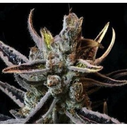 Lavender Jack Regular Seeds - 11