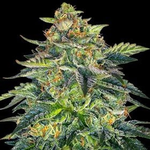 London Cream Cake Auto Feminised Seeds - 5 London Cream Cake Auto Feminised Seeds - 5