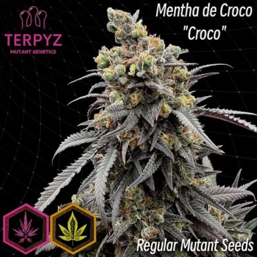 Mentha de Croco 'Croco' Bx Regular Seeds Mentha de Croco 'Croco' Bx Regular Seeds