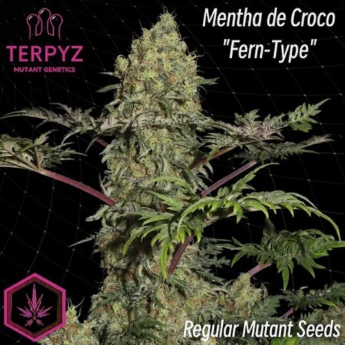 Mentha de Croco 'Fern-Type' Regular Seeds Mentha de Croco 'Fern-Type' Regular Seeds