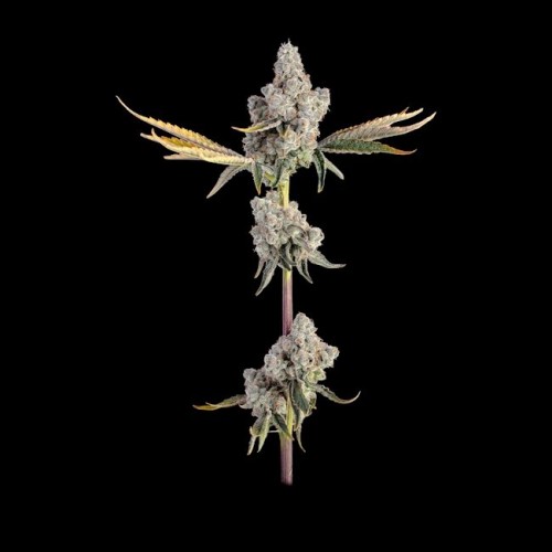 Overtime Feminised Seeds Overtime Feminised Seeds