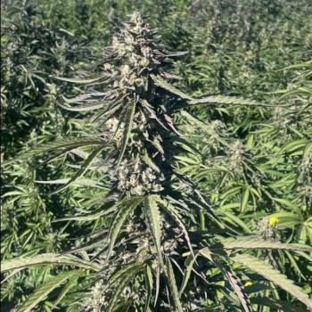 Pillsbury Droboy Feminised Seeds - 5 Pillsbury Droboy Feminised Seeds - 5