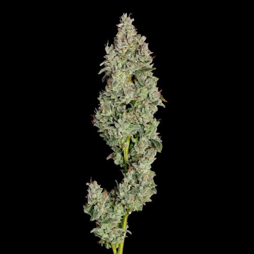 Pineapple Daddy Auto Feminised Seeds Pineapple Daddy Auto Feminised Seeds