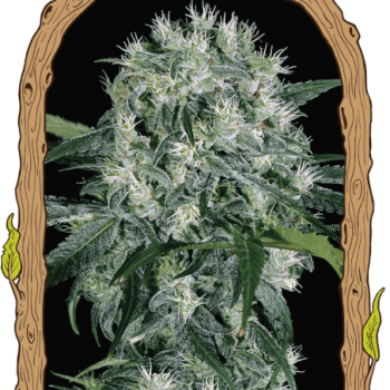 Pink Hokkaido Feminised Seeds Pink Hokkaido Feminised Seeds