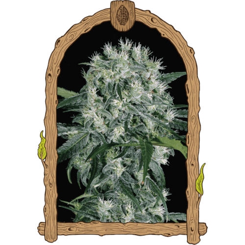 Pink Hokkaido Feminised Seeds