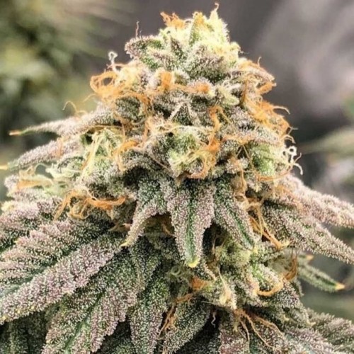 Pinkz Feminised Seeds Pinkz Feminised Seeds