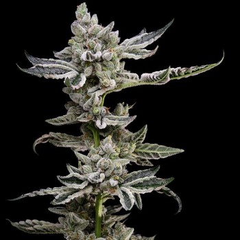 Platinum Affie 78 Regular Seeds - 11 Platinum Affie 78 Regular Seeds - 11