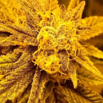 Purple Champagne Regular Seeds - 10 Purple Champagne Regular Seeds - 10