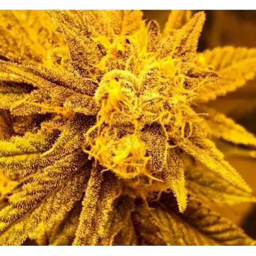 Purple Champagne Regular Seeds - 10