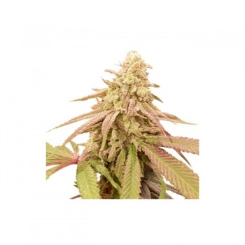 Purple OG Punch Auto Feminised Seeds Purple OG Punch Auto Feminised Seeds