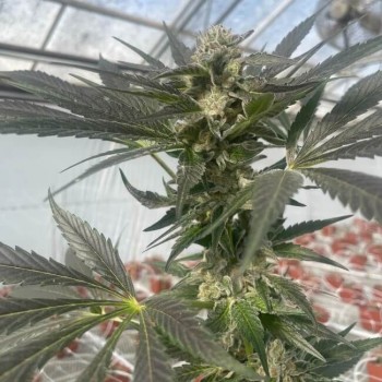Queen Bee Feminised Seeds - 5 Queen Bee Feminised Seeds - 5