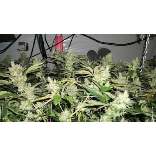 BC Rockstar Regular Seeds - 12 BC Rockstar Regular Seeds - 12