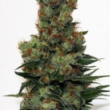 Ripper Badazz Regular Seeds - 12 Ripper Badazz Regular Seeds - 12