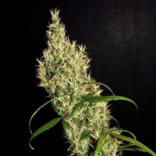 Rasol Village Regular Seeds - 12 Rasol Village Regular Seeds - 12