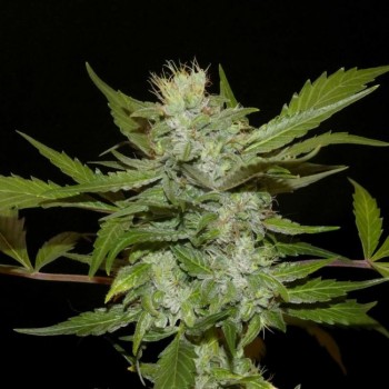 Sheberghan Hashplant Regular Seeds - 12 Sheberghan Hashplant Regular Seeds - 12