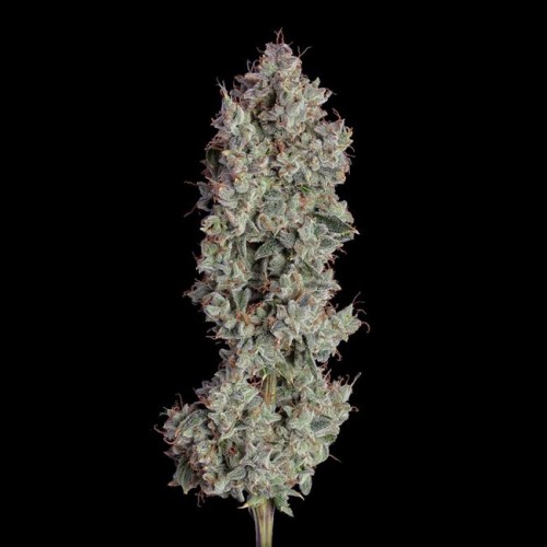 Shortcut Auto Feminised Seeds Shortcut Auto Feminised Seeds