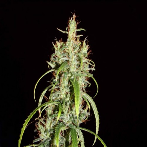 Chebarkul Siberian Ruderalis CBD Auto Regular Seeds - 12 Chebarkul Siberian Ruderalis CBD Auto Regular Seeds - 12
