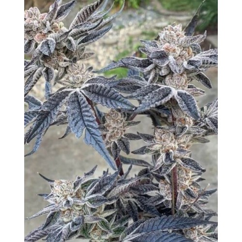 Smac Town Regular Seeds - 3 Smac Town Regular Seeds - 3