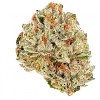 Socrates Sour Feminised Seeds - 5 Socrates Sour Feminised Seeds - 5