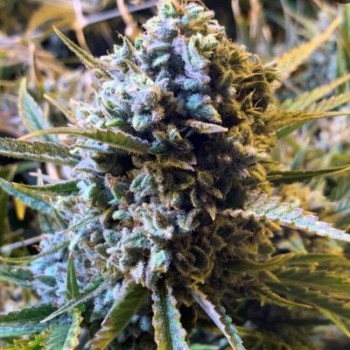 Sour Krout AUTO Feminised Seeds - 5 Sour Krout AUTO Feminised Seeds - 5
