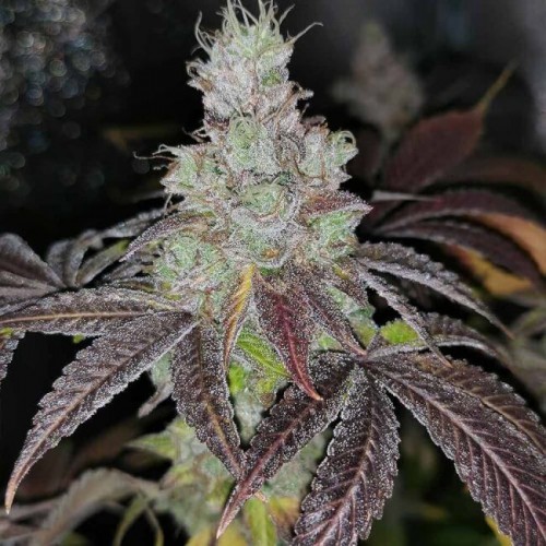 Sour Kuntz Feminised Seeds - 5 Sour Kuntz Feminised Seeds - 5